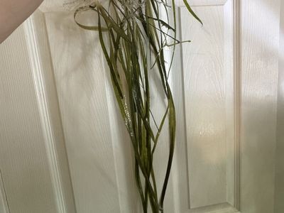 Live Aquatic Plant Vallisneria Jungle Val Long Stemmed Aquarium