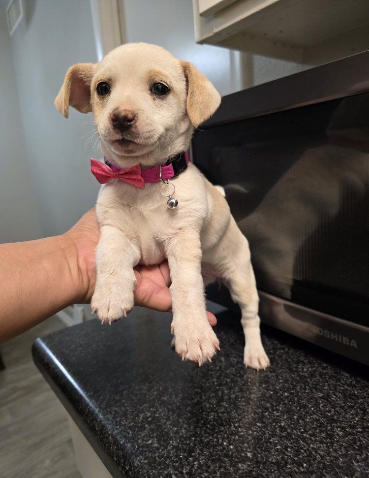 chihuahua mix pups chiweenie