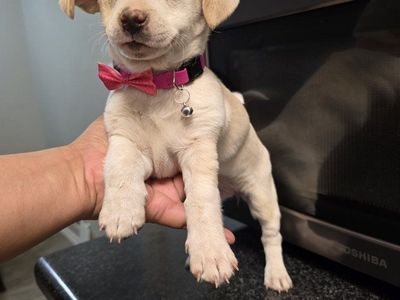 chihuahua mix pups chiweenie
