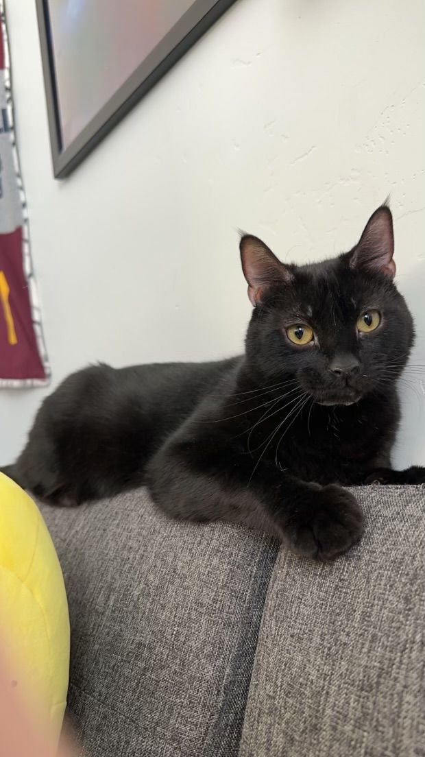 4 year old male black cat needs a new home