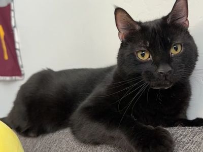 4 year old male black cat needs a new home