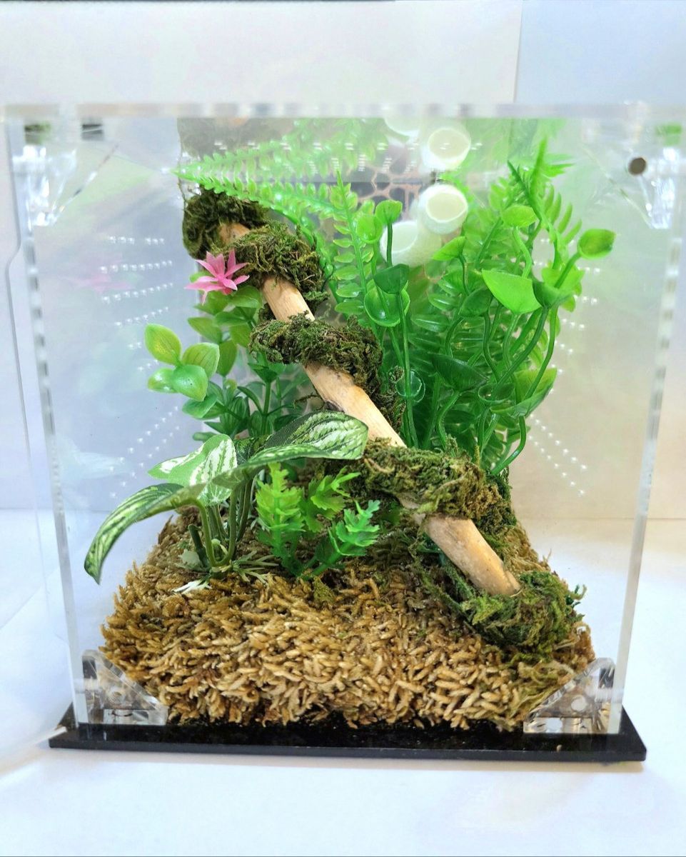 Jumping Spider Enclosure