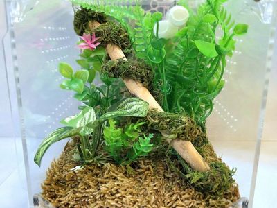 Jumping Spider Enclosure