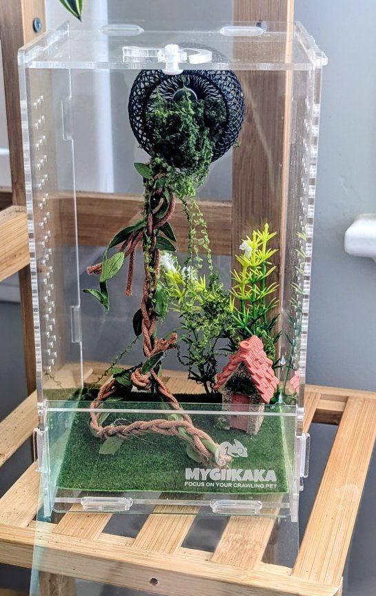Jumping spider enclosure and accessories, No spider