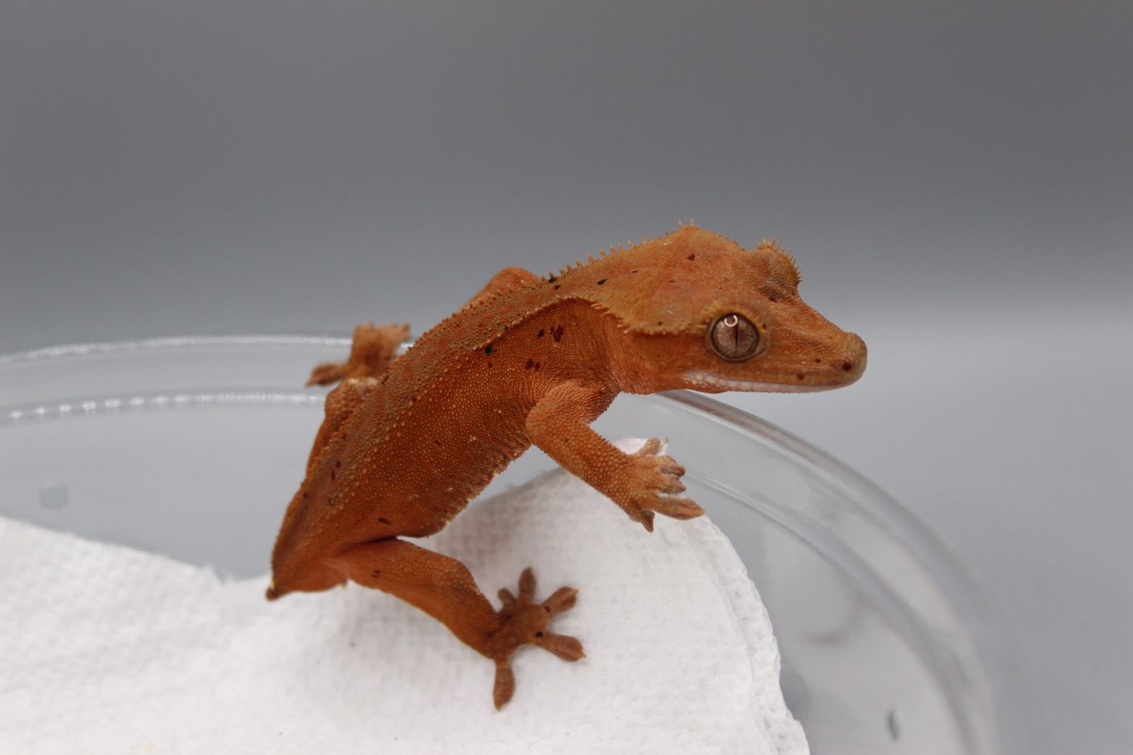 probable Female Crested Gecko
