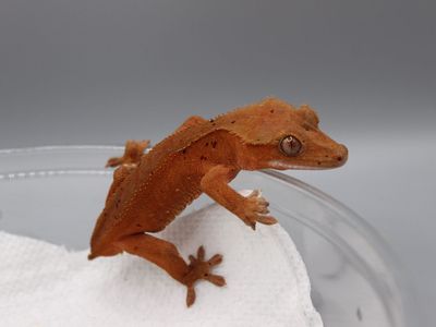 probable Female Crested Gecko