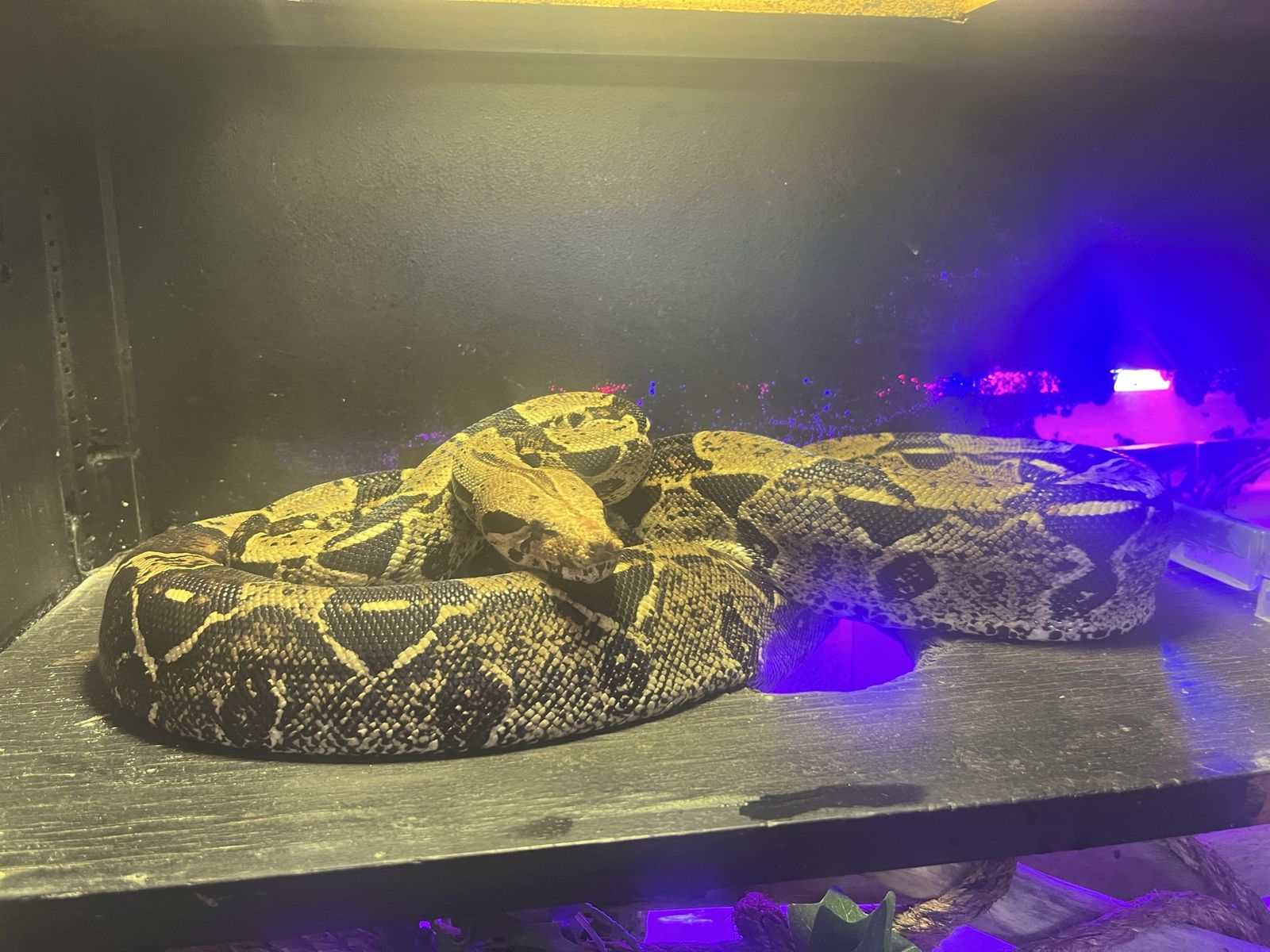BCI Red Tail Boa in need of a good home