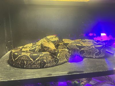 BCI Red Tail Boa in need of a good home