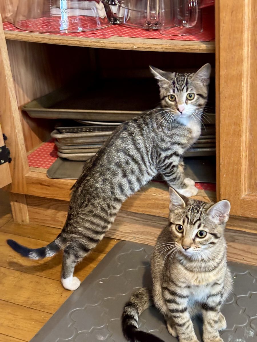 Half Blood Bengal Kittens
