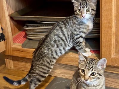 Half Blood Bengal Kittens