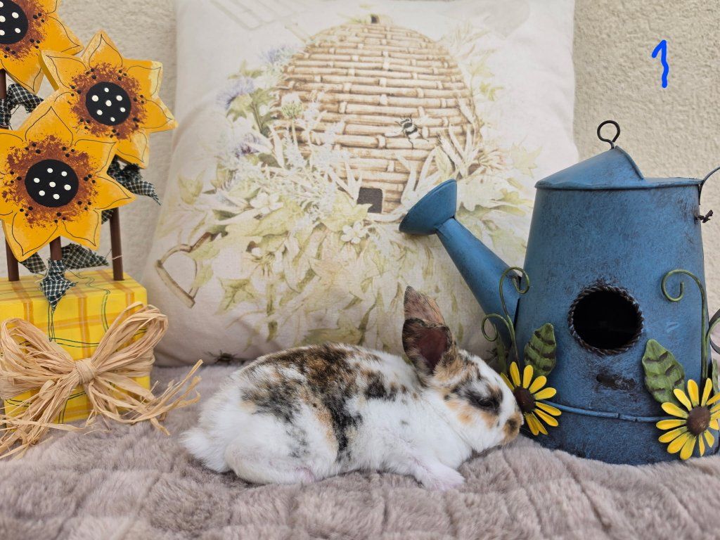 Tri-Color/ Harli Rex Litter