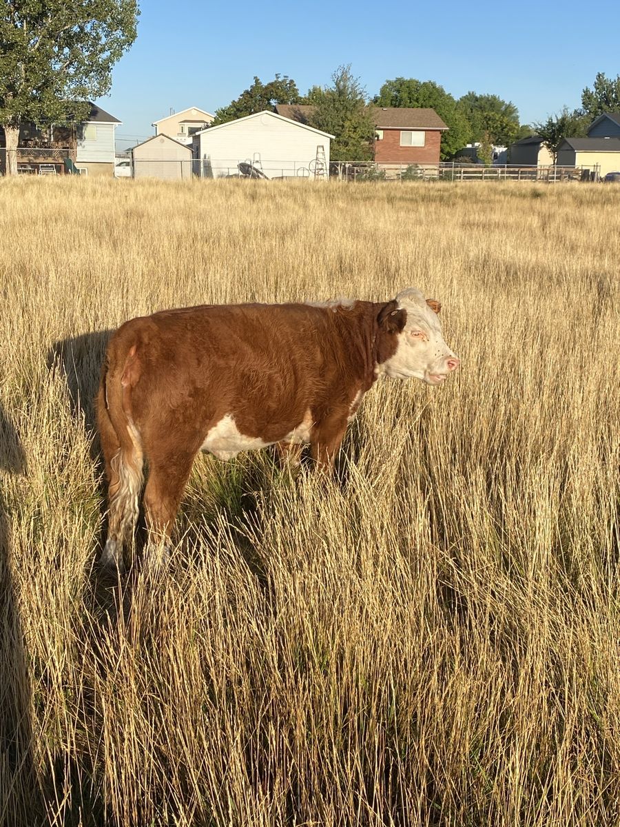 Registered Mini Hereford cow