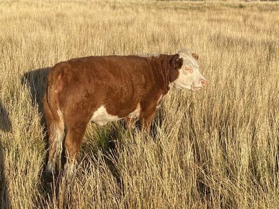 Registered Mini Hereford cow