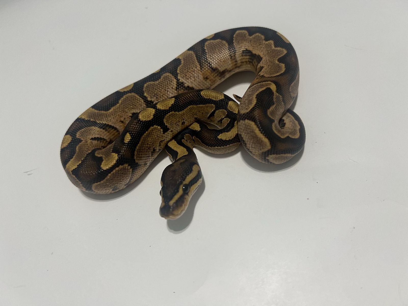 Ball Python Reptile #36