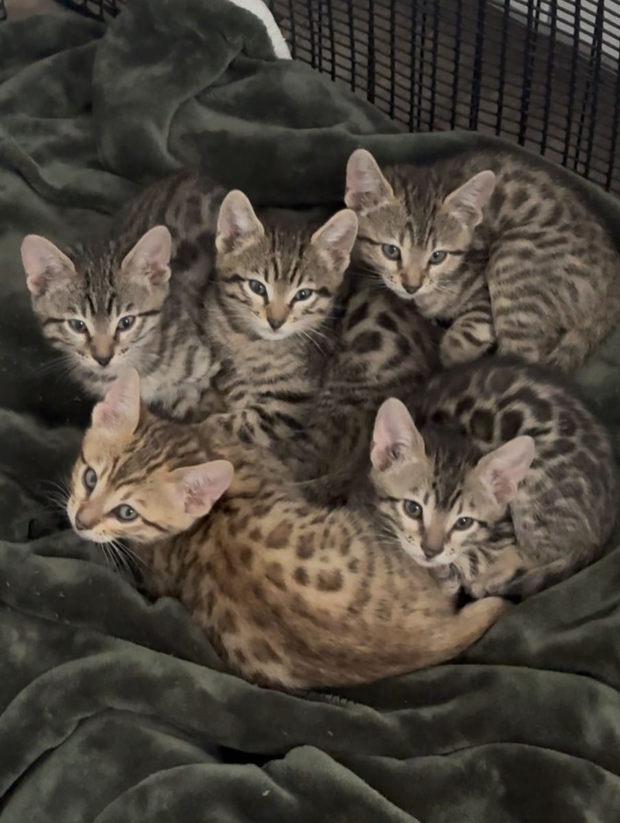 Bengal kittens