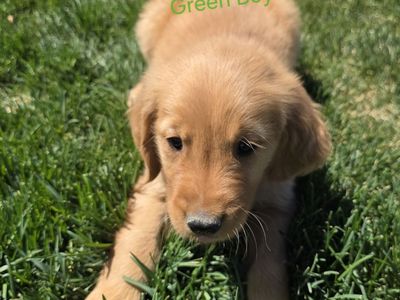 AKC Golden Retriever Puppies