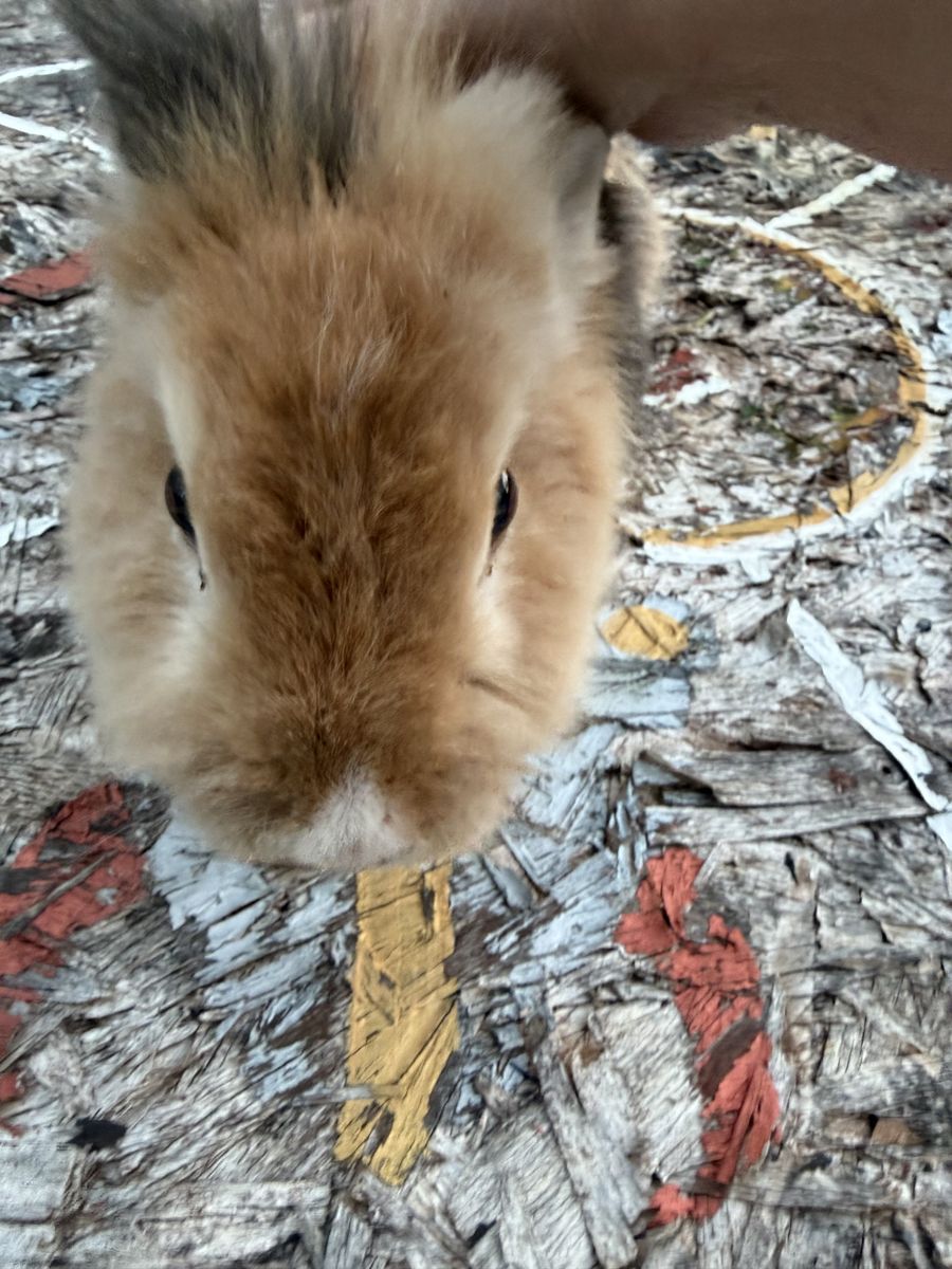 Adult male rabbit