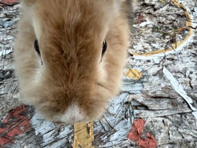 Adult male rabbit