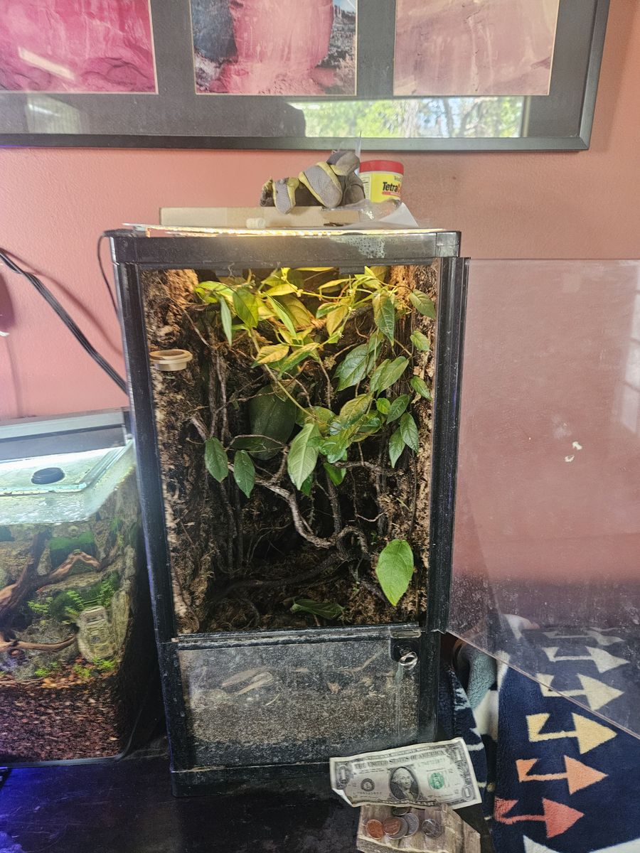12x12x24 bioactive terrarium