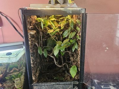 12x12x24 bioactive terrarium