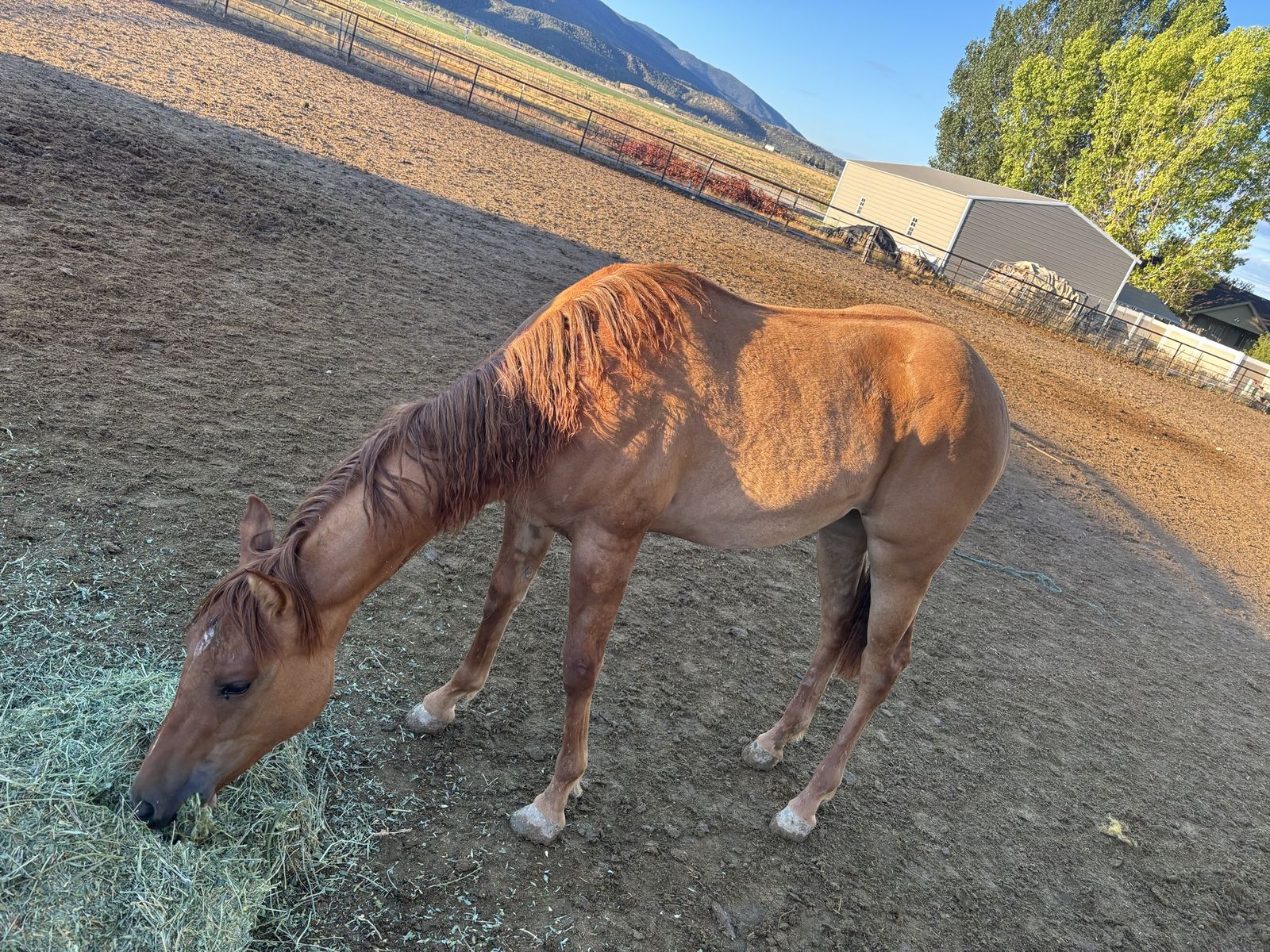 Hashtag filly