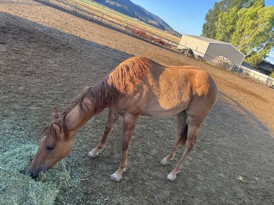 Hashtag filly