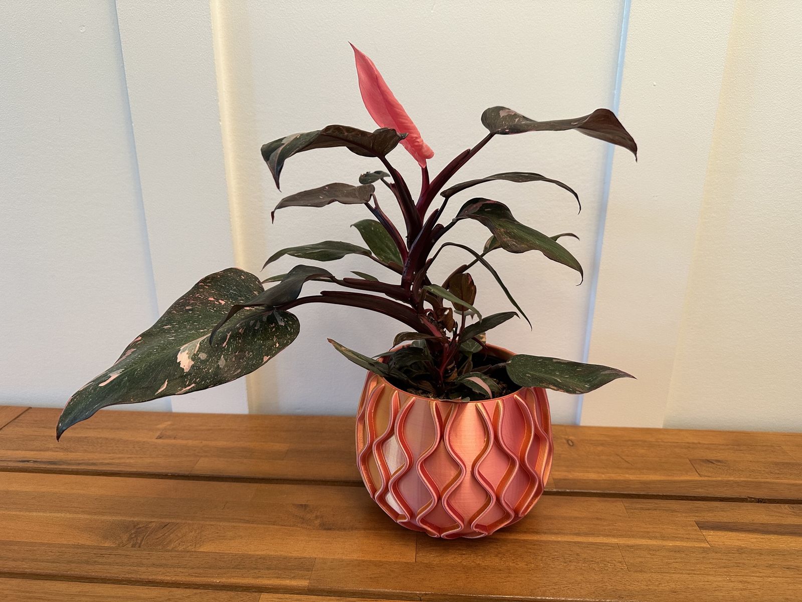 Pink Princess Philodendron