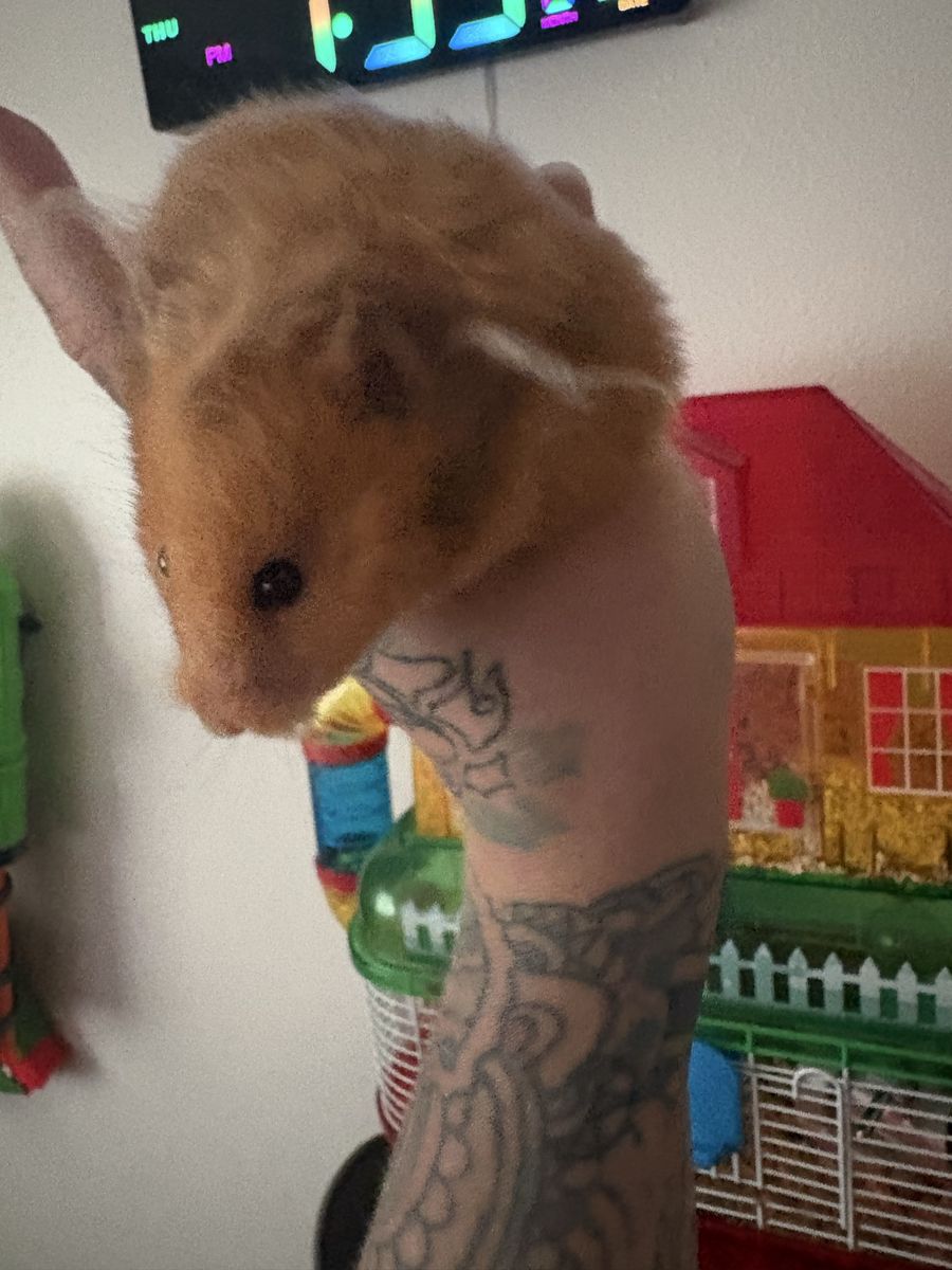 Friendly hamster!