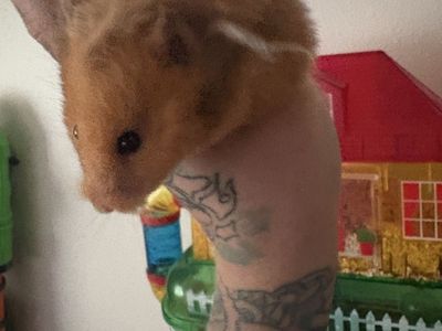 Friendly hamster!