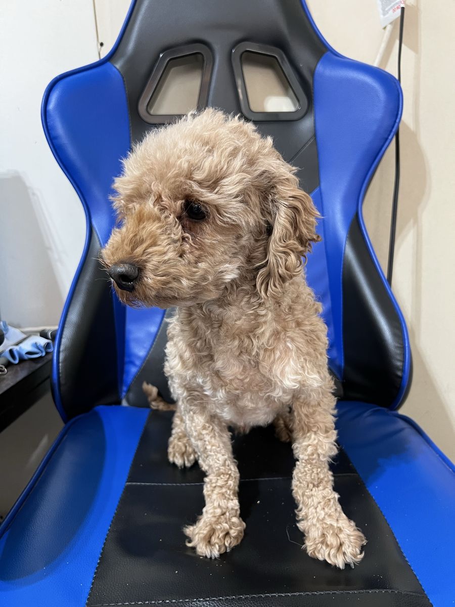 Akc Toy poodle