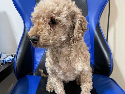 Akc Toy poodle