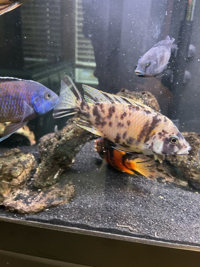 OB Peacocks For Sale/Rehome