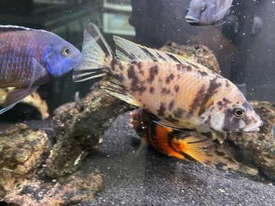 OB Peacocks For Sale/Rehome