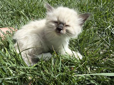 Fluffy Snowshoe male Kitten