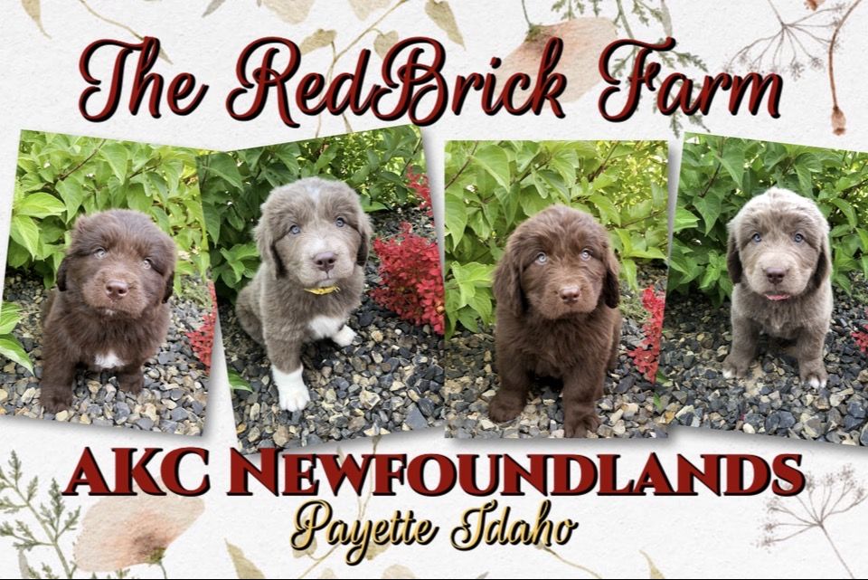 Akc Beige Newfoundland aka Newfie