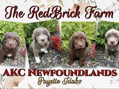 Akc Beige Newfoundland aka Newfie