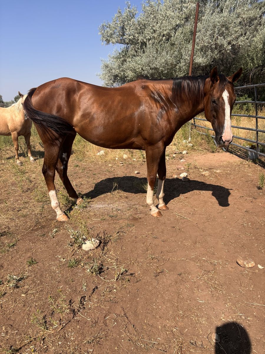 4 year old thoroughbred