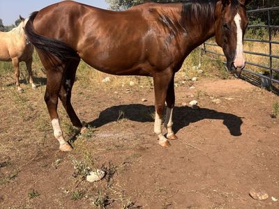 4 year old thoroughbred