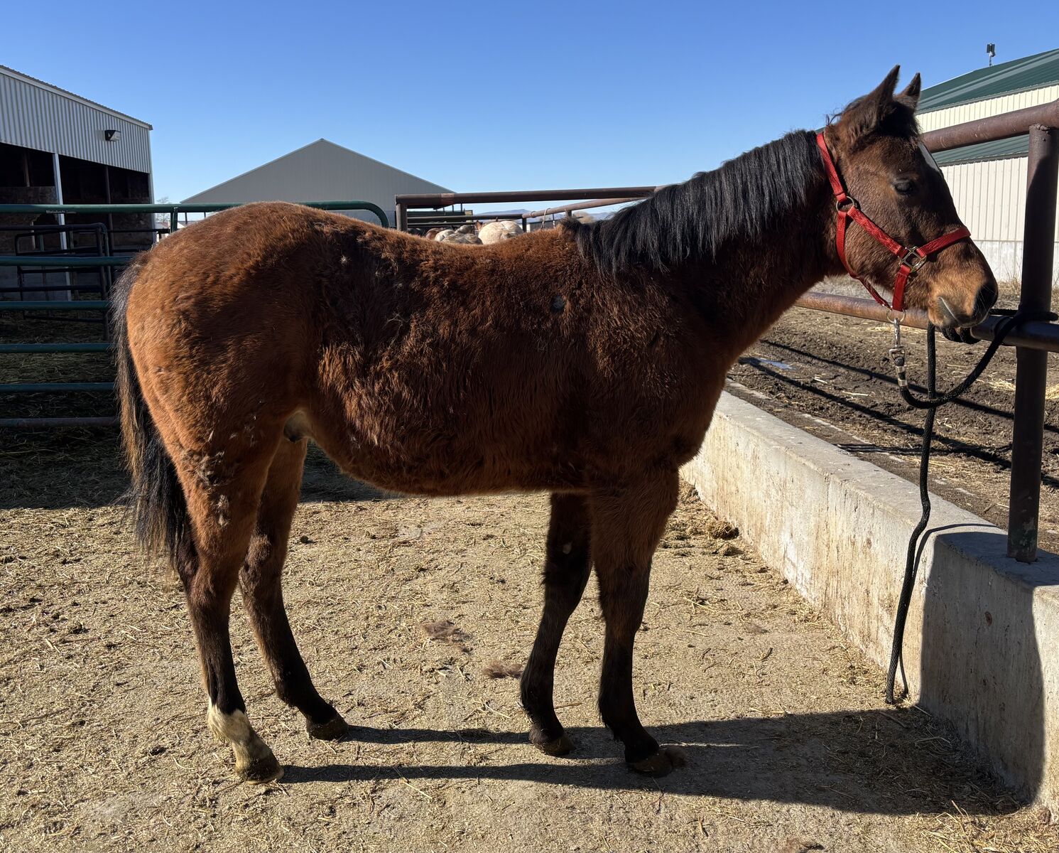 2025 AQHA Bay Stud Colt "Jibblets"