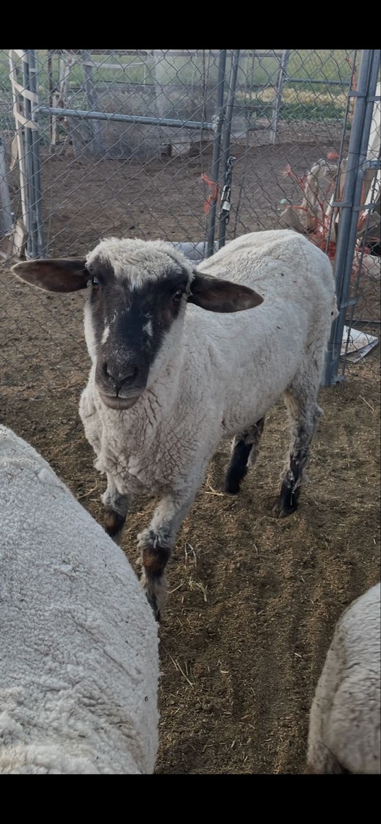 Sheep
