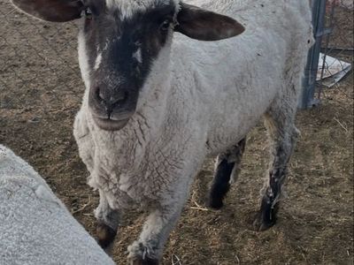 Sheep