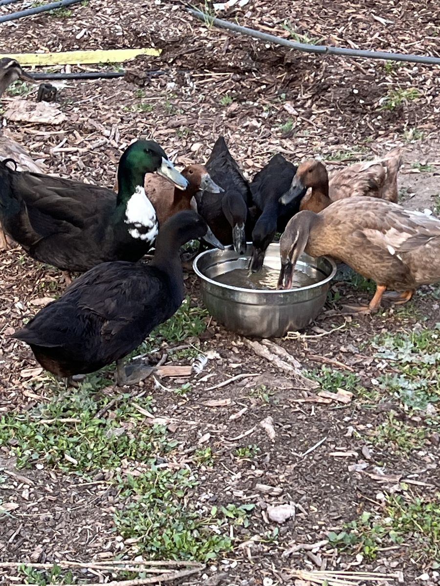 Ducks for sale