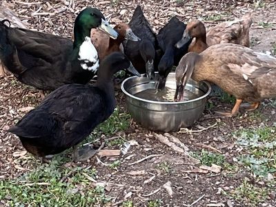 Ducks for sale