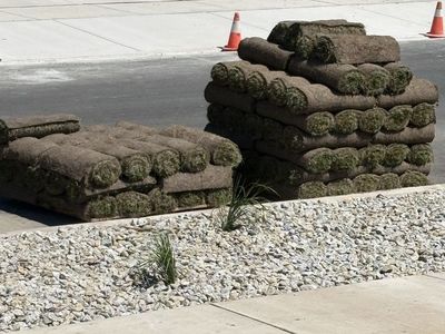 Leftover Sod Rolls - New Lawn Grass for Landscaping