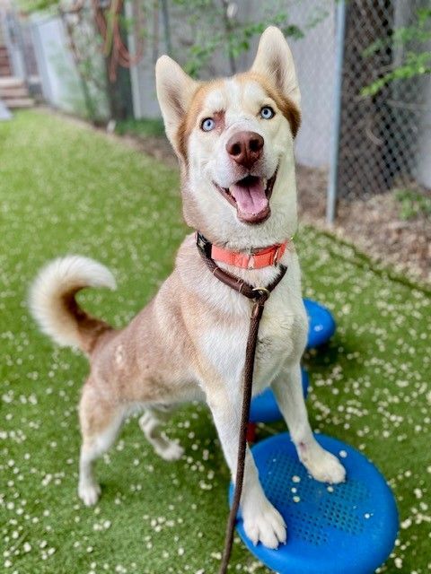A160939 Hachi is Available for Adoption!