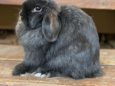 Sweet Holland Lop Bunnies Ready Now!