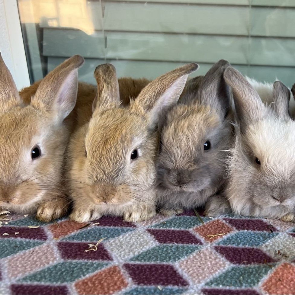 Soft Baby Bunnies- Ready now!
