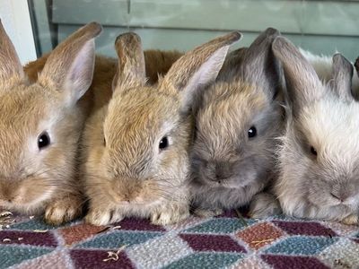 Soft Baby Bunnies- Ready now!