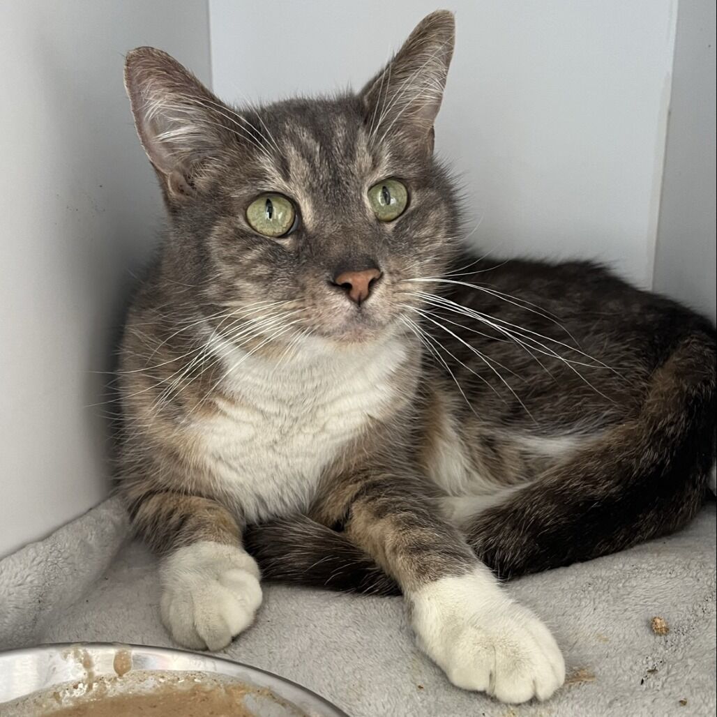 Hello my name is Pebble