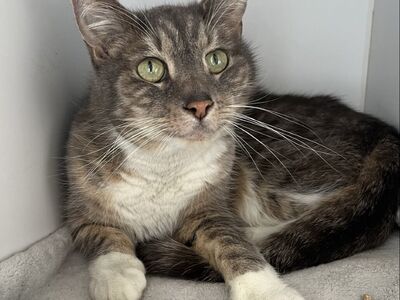 Hello my name is Pebble